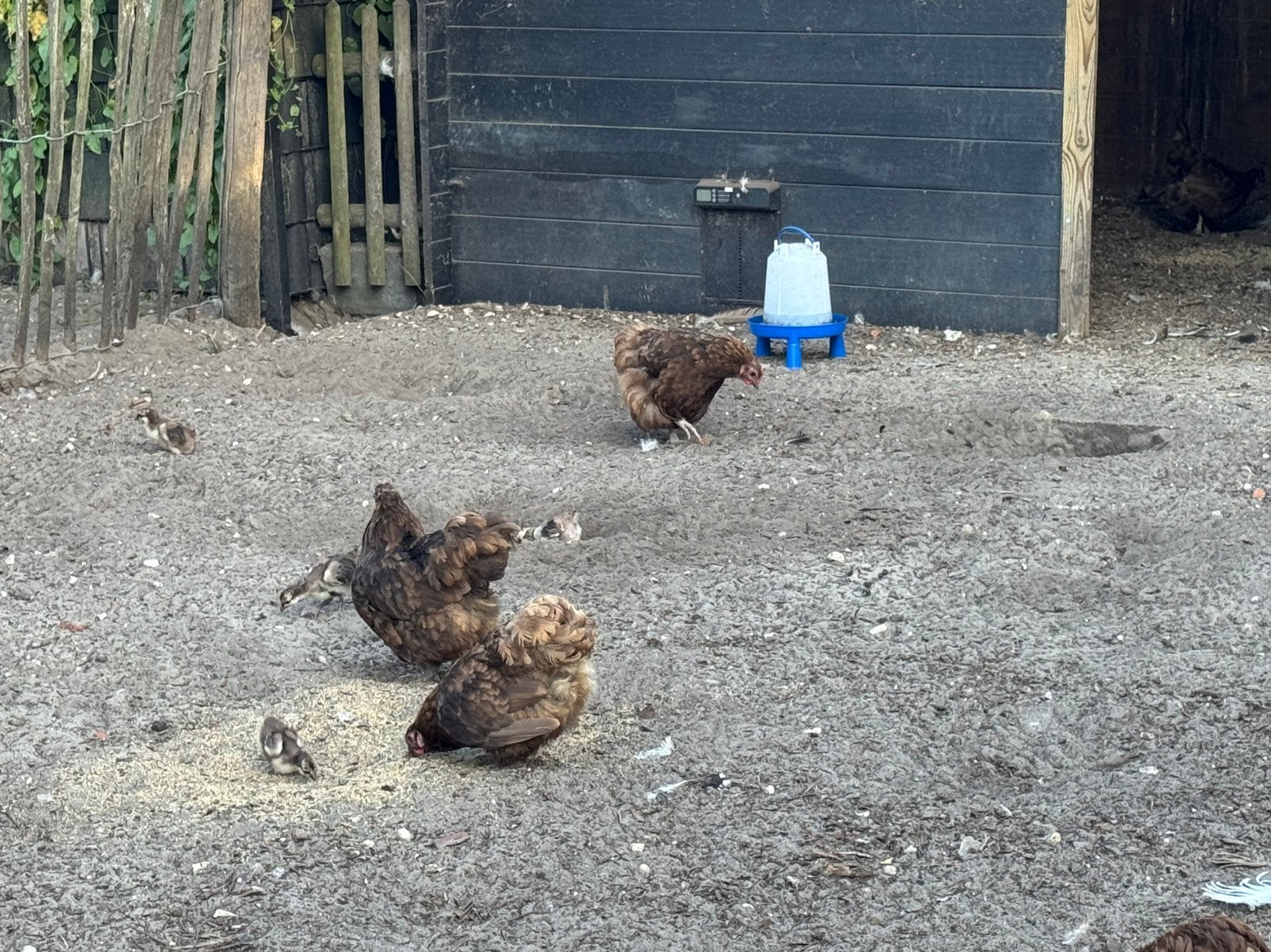 Orpington haan met 2 hennen, Dieren en Toebehoren, Meerdere dieren, Kip