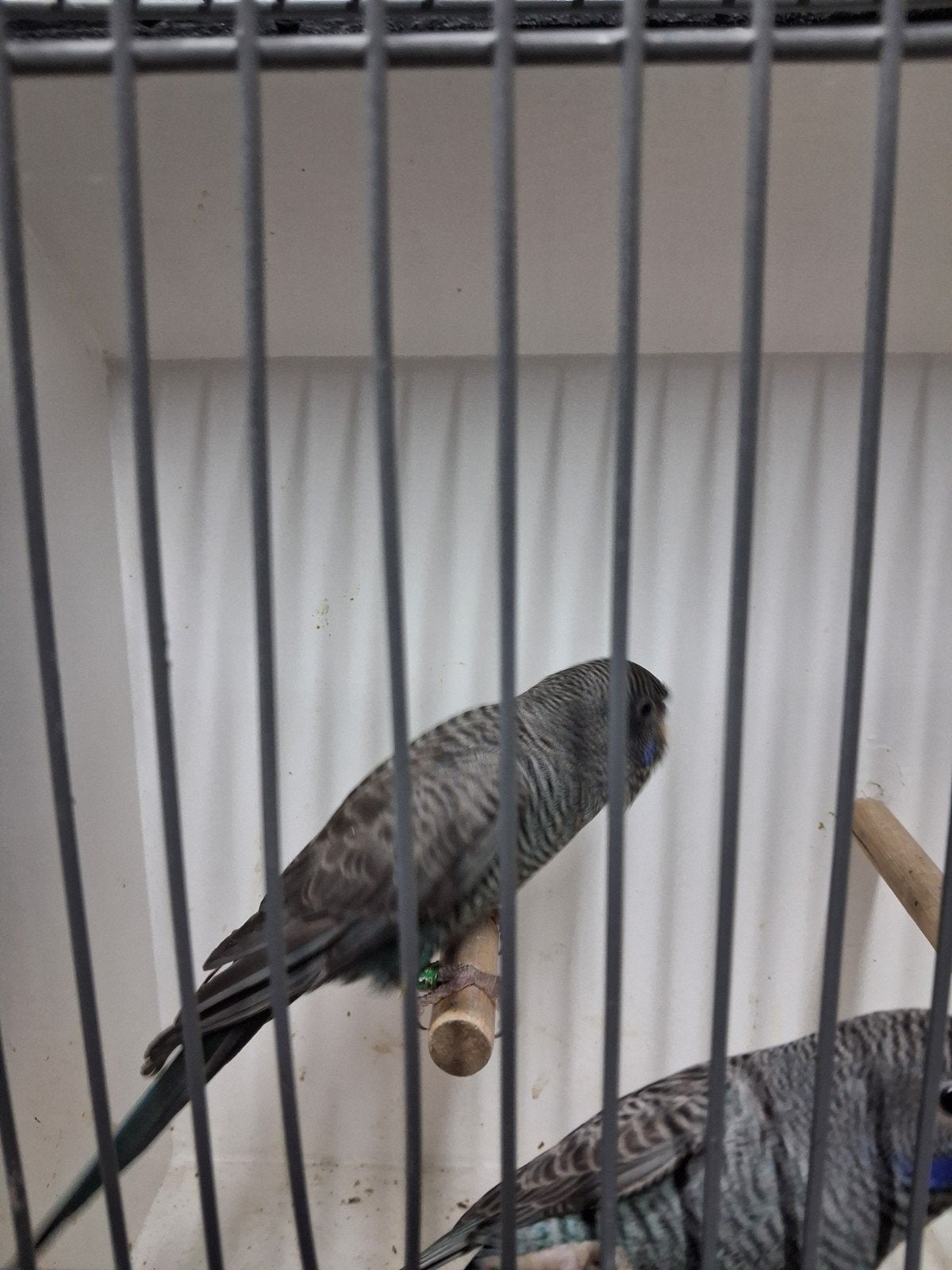 blackface blackwing, Meerdere dieren, Parkiet, Geringd