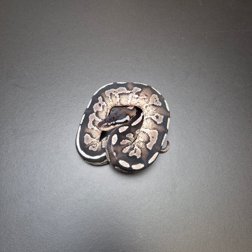axanthic bongo p. regius Ball Python - unknown for sale from Roundhog serpents