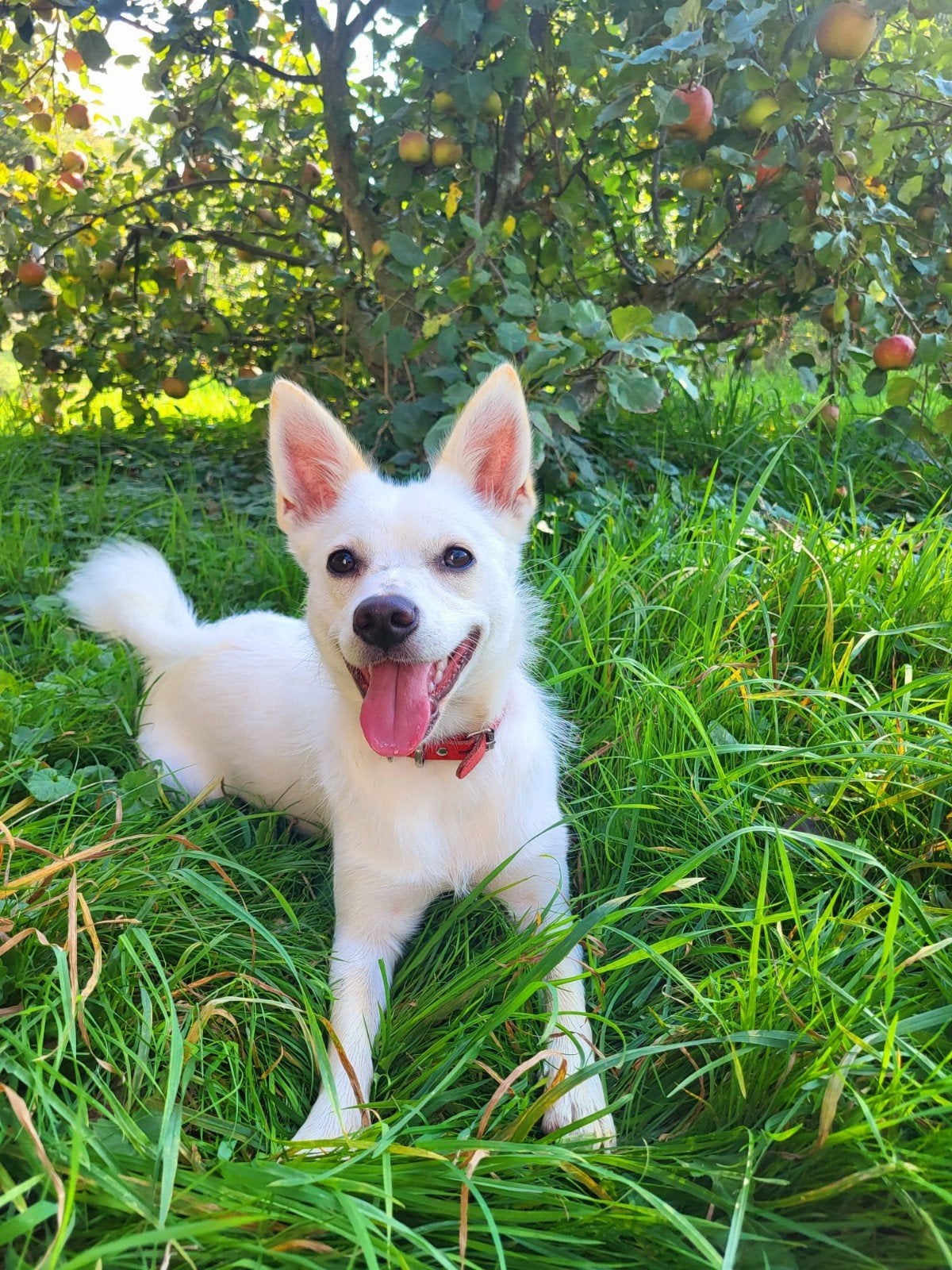 Lief teefje x pomeriaan, 1 tot 2 jaar, Teef, Eén hond, Klein