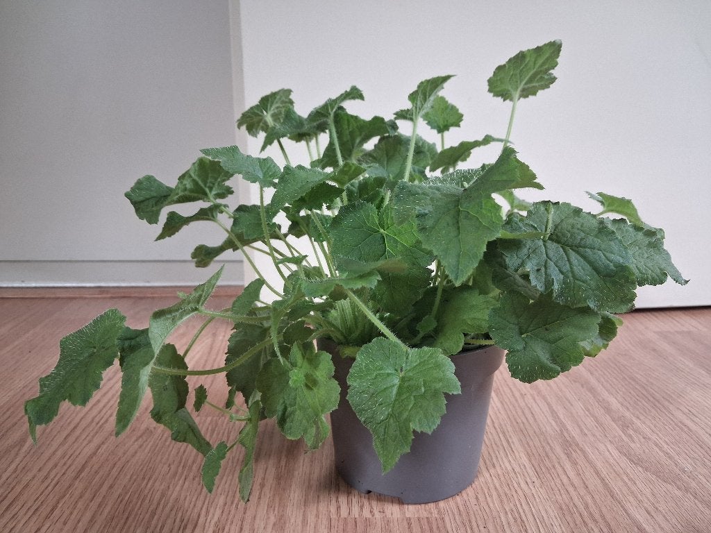 Tolmiea Menziesii - Kindje-op-moeders-schoot H: 27 cm., Ophalen, Overige soorten, Halfschaduw, Minder dan 100 cm