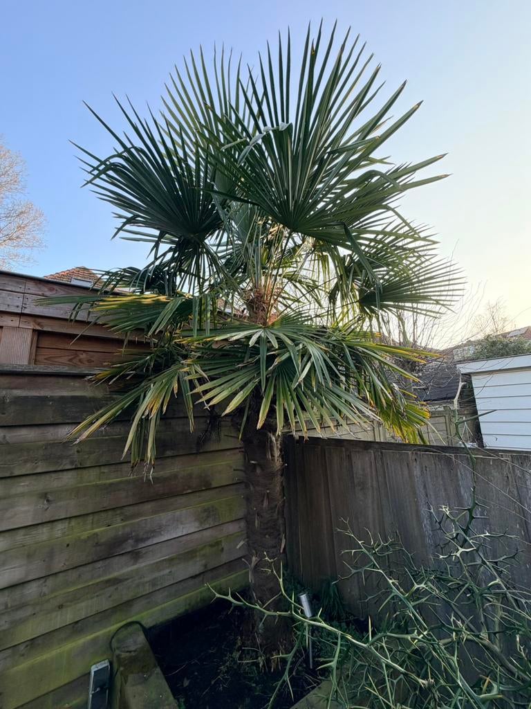 Palm Trachycarpus fortunei Chinese Waaierpalm 300cm, Tuin en Terras, Ophalen, Halfschaduw, 250 tot 400 cm, Zomer