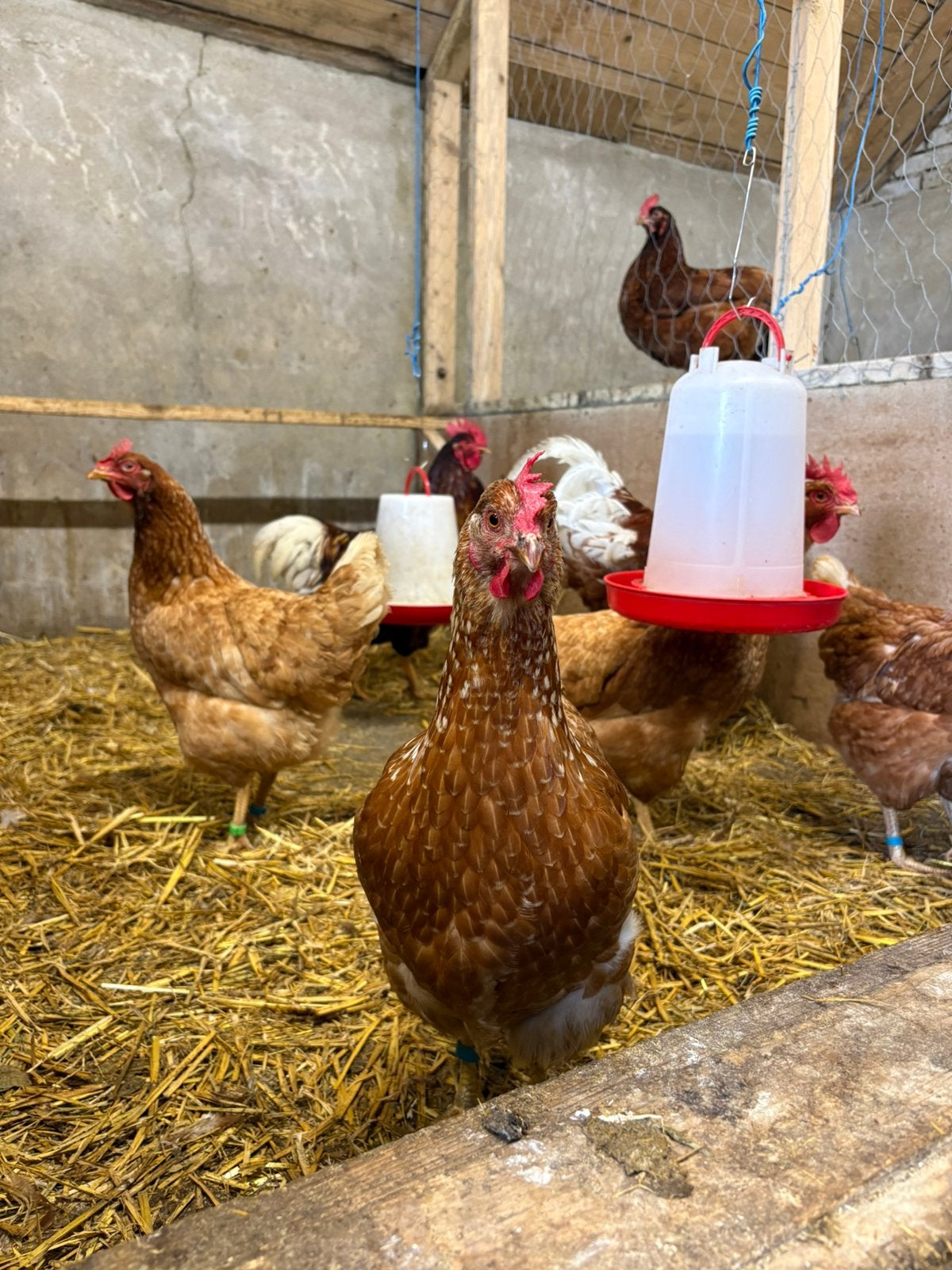 Leghennen te koop, Dieren en Toebehoren, Pluimvee, Vrouwelijk, Kip