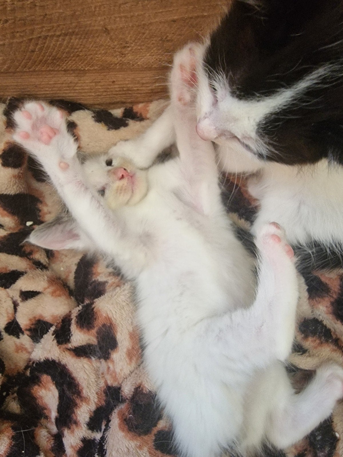 1  kitten beschikbaar, 1 poesje.
