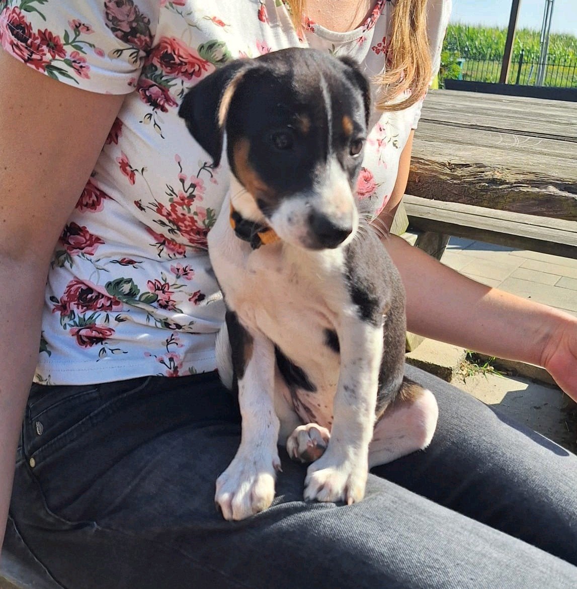 Boerenfox pup / puppies te koop, Dieren en Toebehoren, Honden | Niet-rashonden, Meerdere, Meerdere dieren, Klein, Nederland
