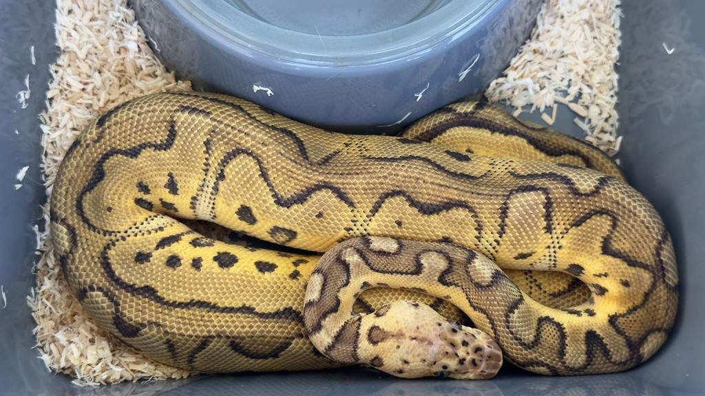 Pastel clown het hypo (ghost) man 2025 ball python Ball Python - male for sale from Morphisticated Ball Pythons