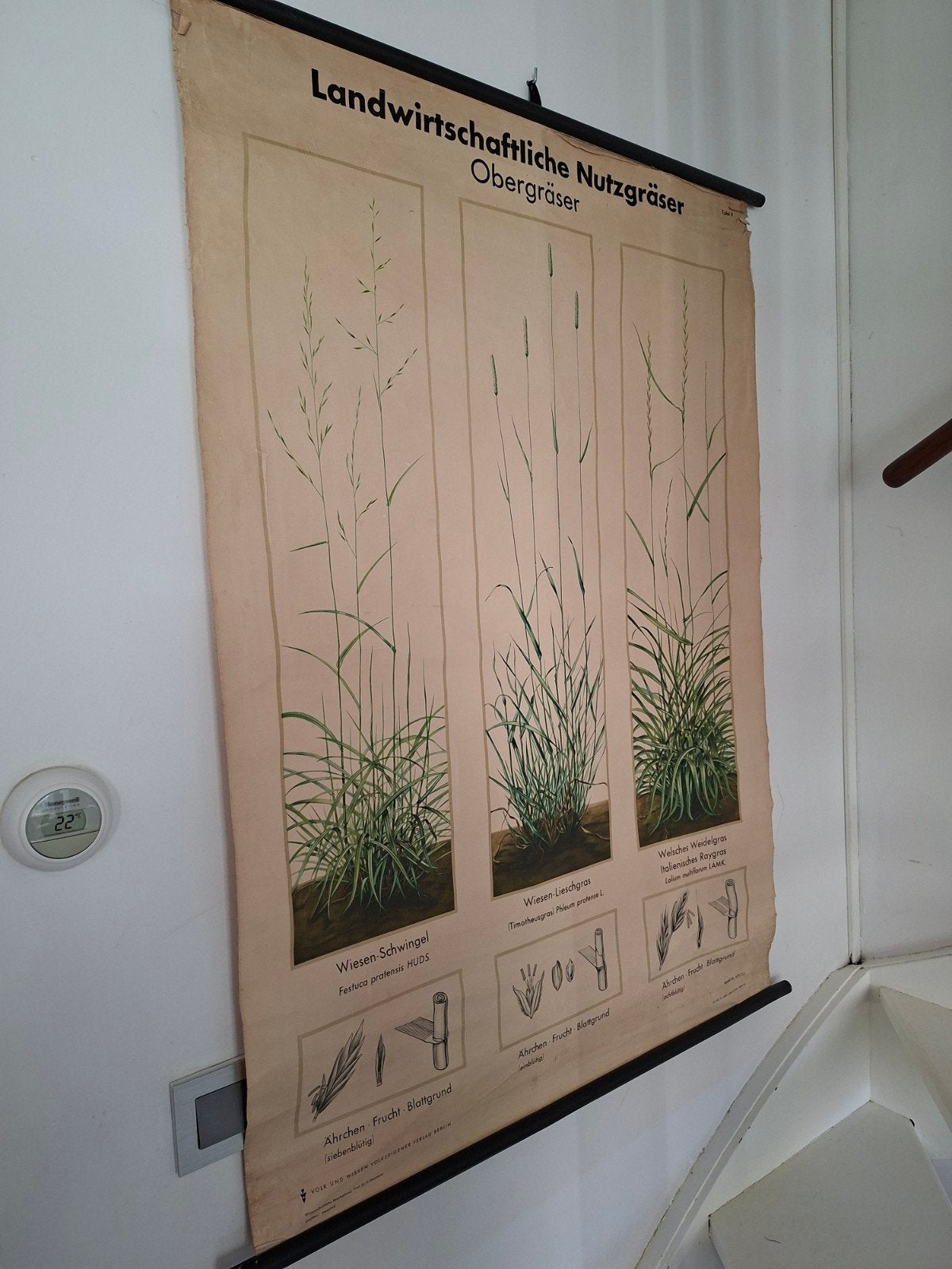 vintage schoolplaat / poster uit Duitsland/ onderwerp natuur, Antiek en Kunst, Antiek | Schoolplaten, Ophalen of Verzenden, Natuur en Biologie