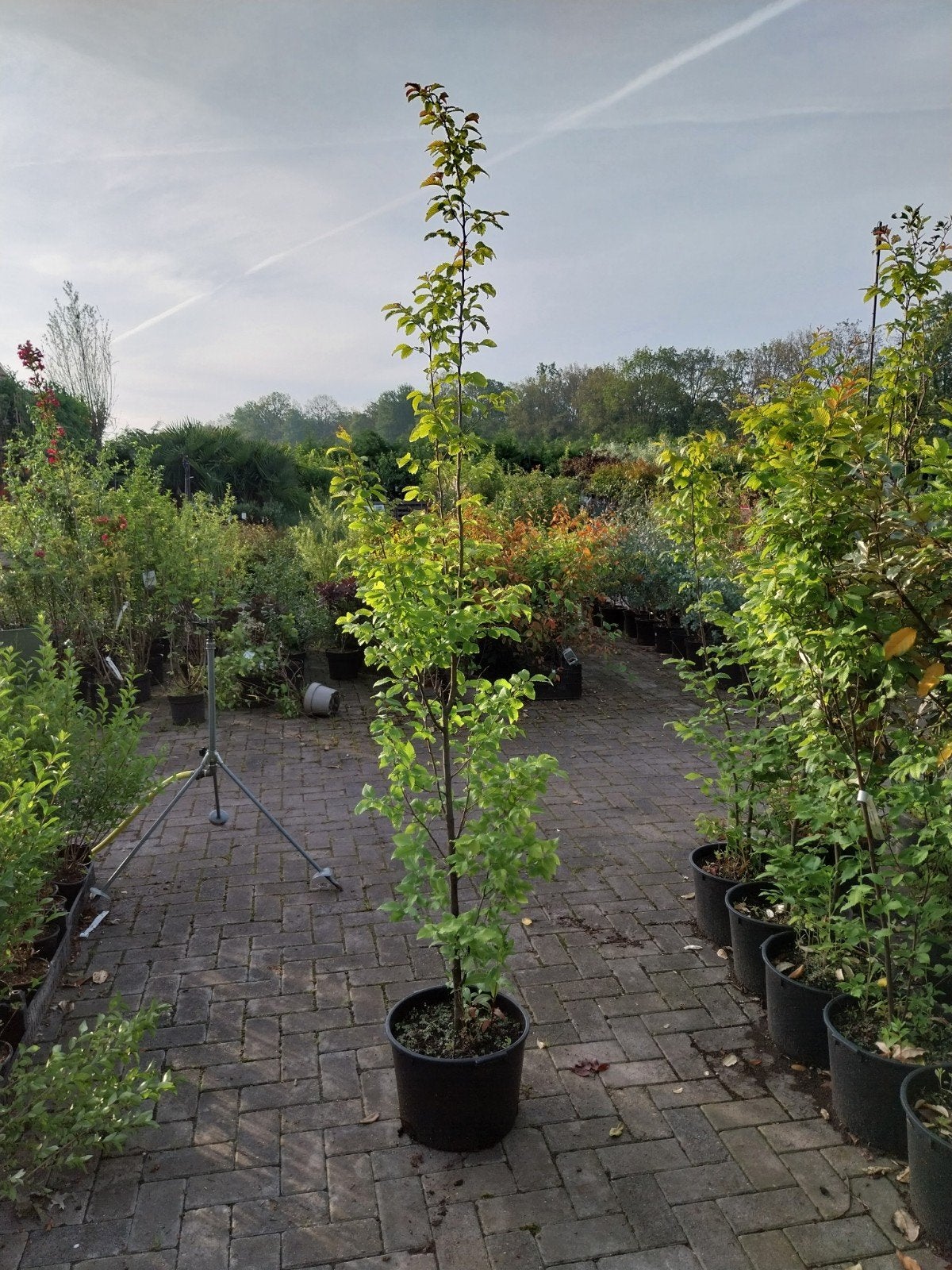 Carpinus Betulus 'Frans Fontaine' - Zuilvormige Haagbeuk, Tuin en Terras, Lente, 250 tot 400 cm, Zuilboom, Ophalen