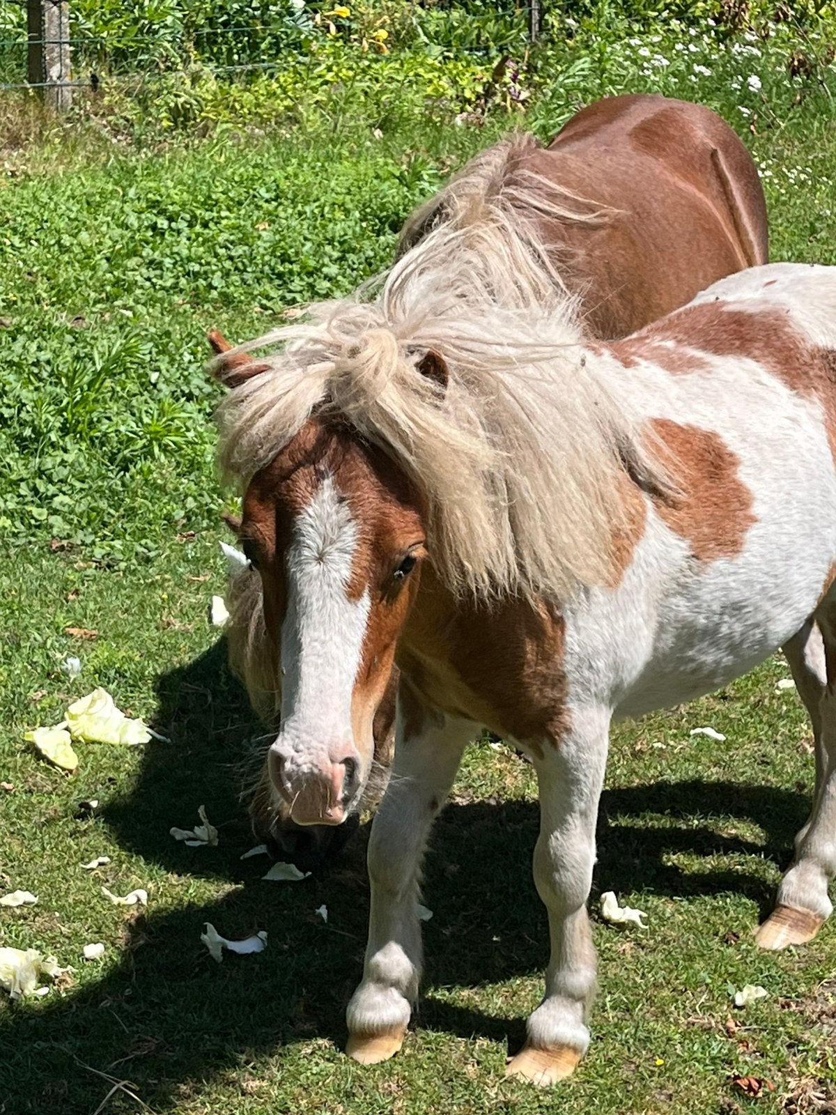 Mooie pony ‘s -2025- hengst te koop, Ophalen, Zo goed als nieuw