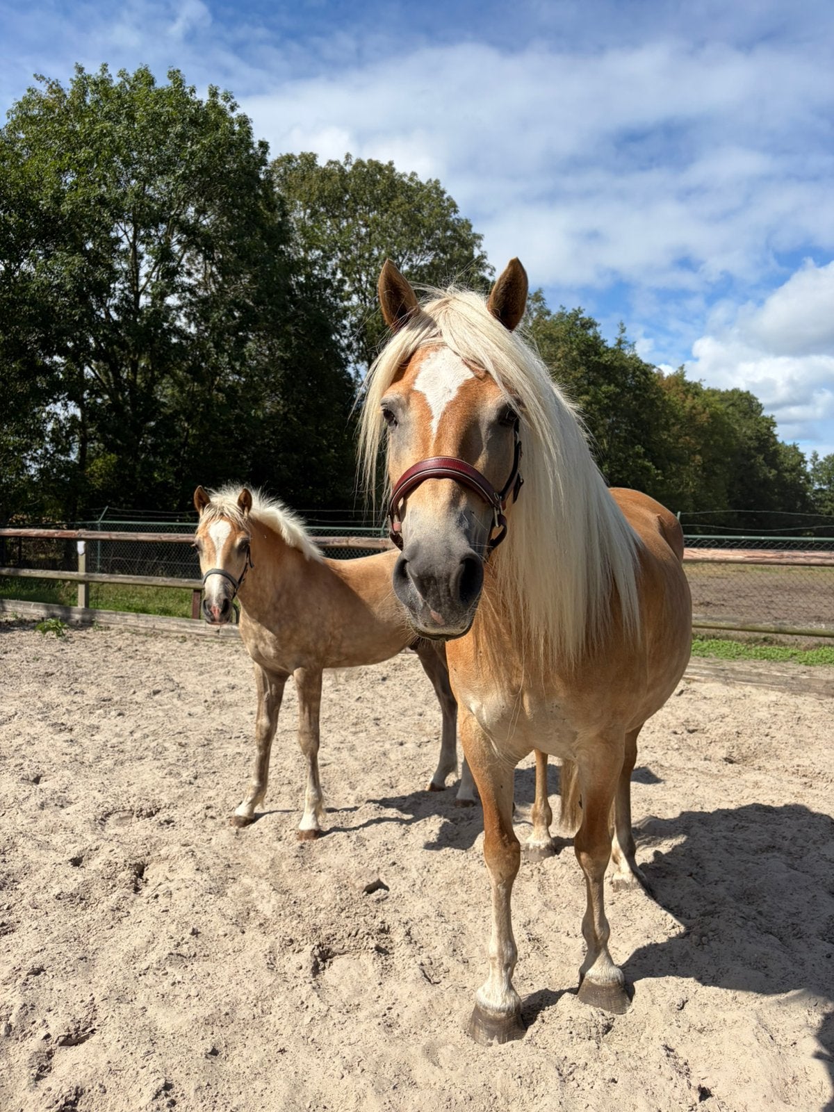 Haflingers te koop, Merrie, Met stamboom, Niet van toepassing, 0 tot 2 jaar