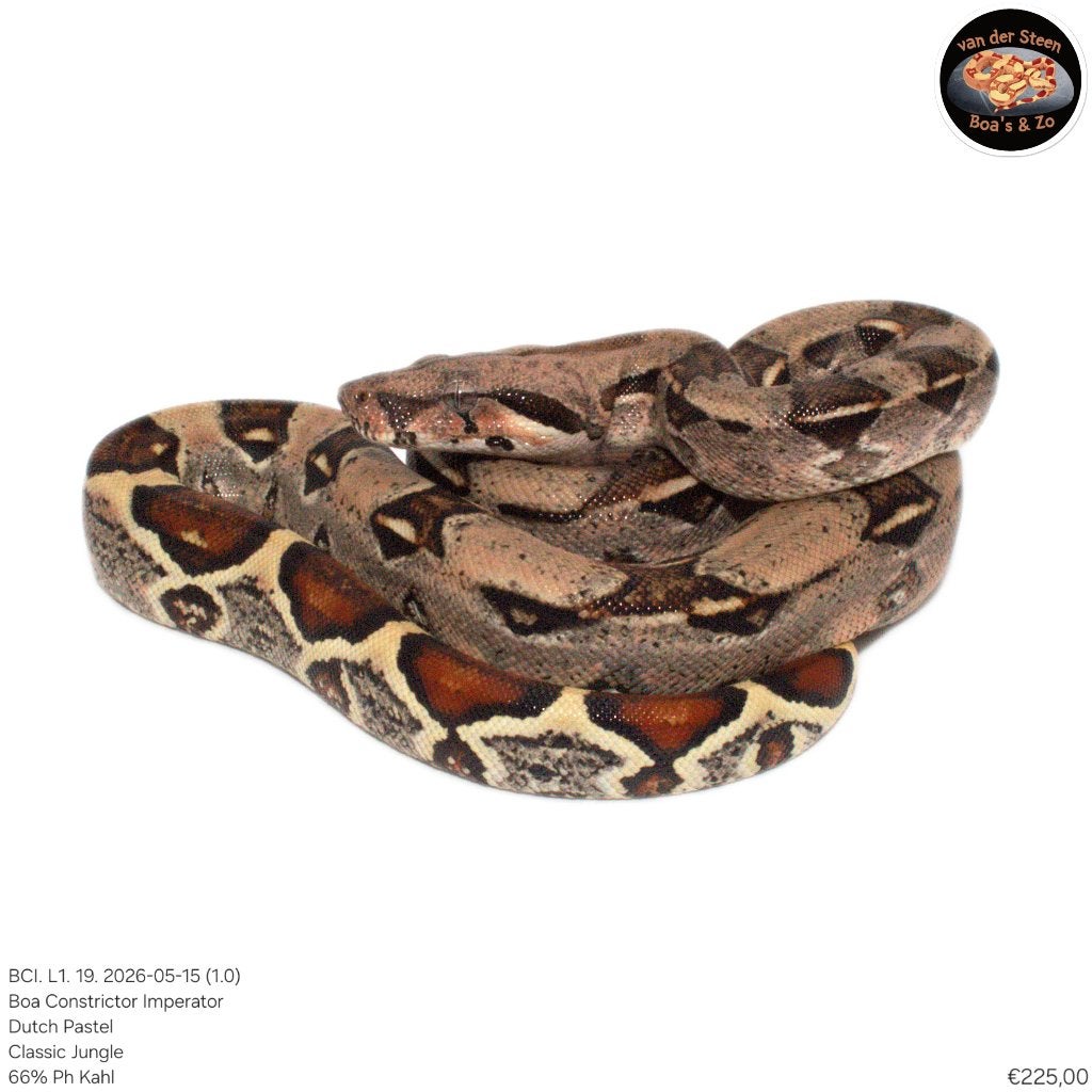 Boa Constrictor Imperator Litter 01 2026 Boa Constrictor photo 15