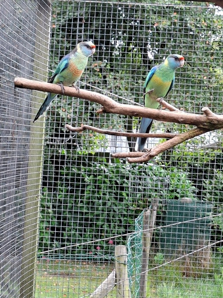 Barnard, Dieren en Toebehoren, Parkiet, Geringd