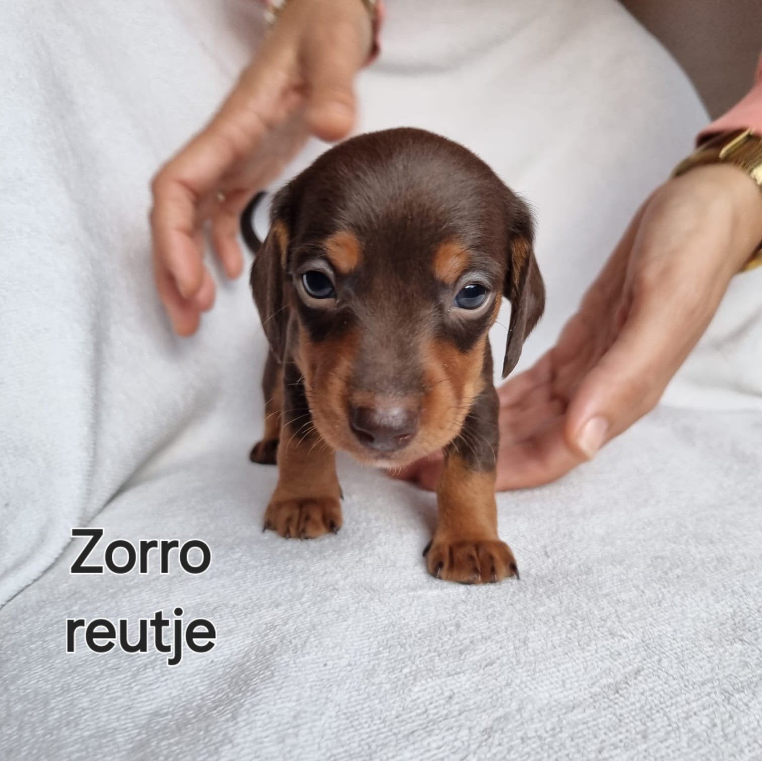LIEVE TECKELPUPS GEBOREN, 8 tot 15 weken, Korthaar, Dwerg, Meerdere
