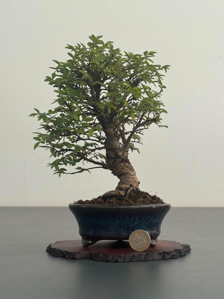 Ulmus parvifolia bonsai (20cm) #1, Bloeit niet, Halfschaduw, Minder dan 100 cm, Overige soorten