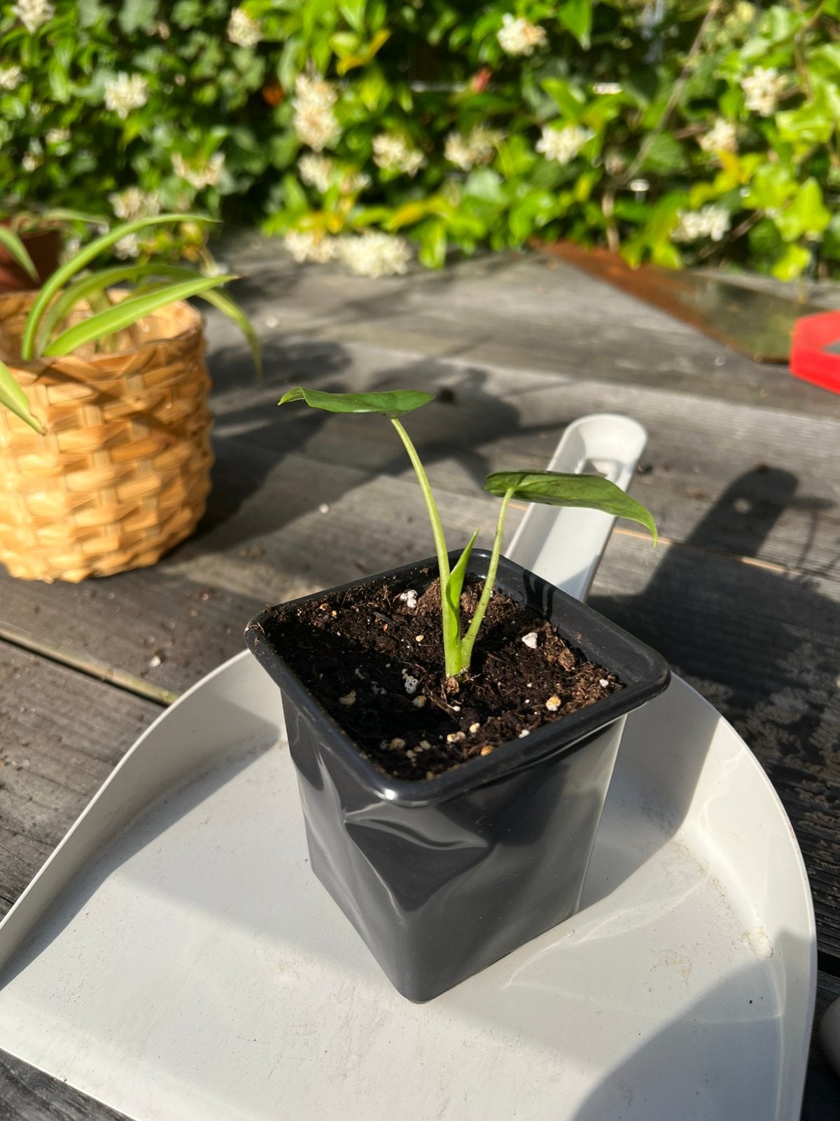 Alcasia stek, Huis en Inrichting, Kamerplanten, Ophalen, Halfschaduw, Minder dan 100 cm