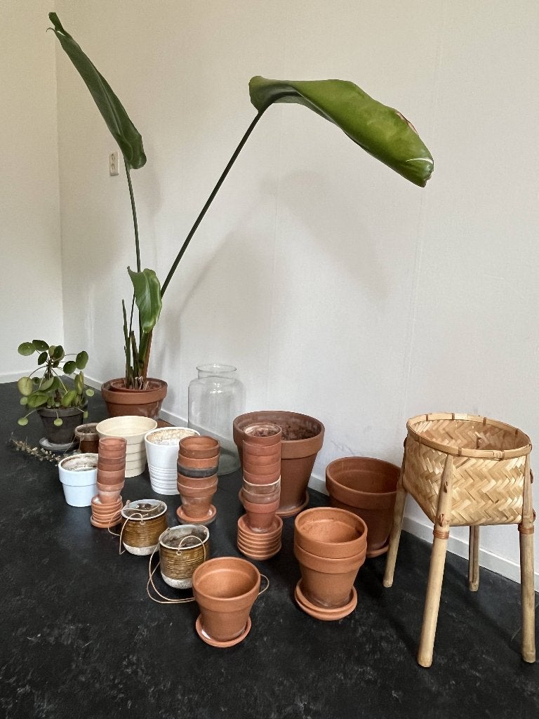 Planten + veel plantenpotten, Ophalen, Halfschaduw, Minder dan 100 cm