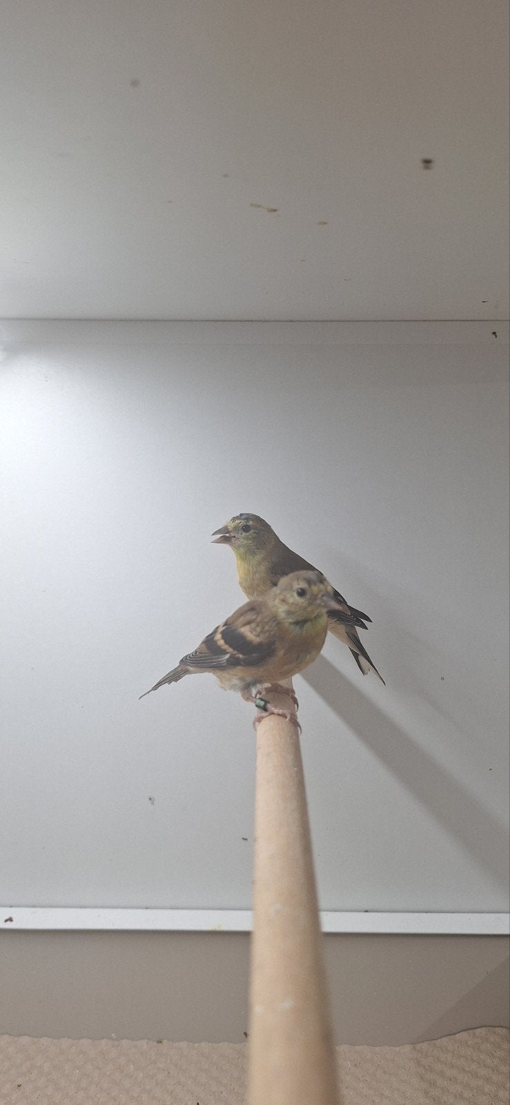 Treursijs/Treursijzen, Dieren en Toebehoren, Meerdere dieren, Wildzangvogel, Geringd