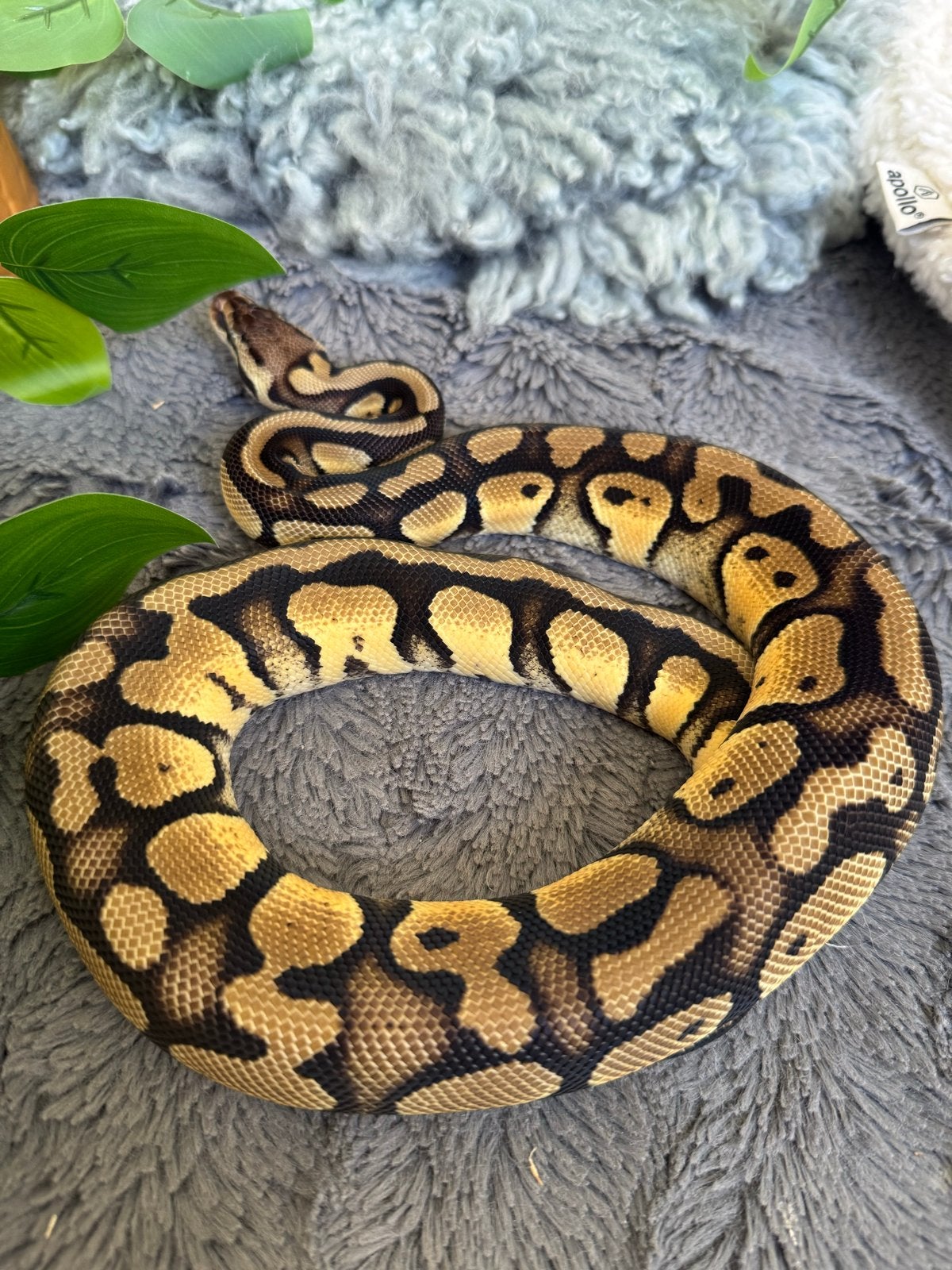 Python Regius 0.1 Stranger Pastel dh Lavender Clown 2025, Slang, 0 tot 2 jaar