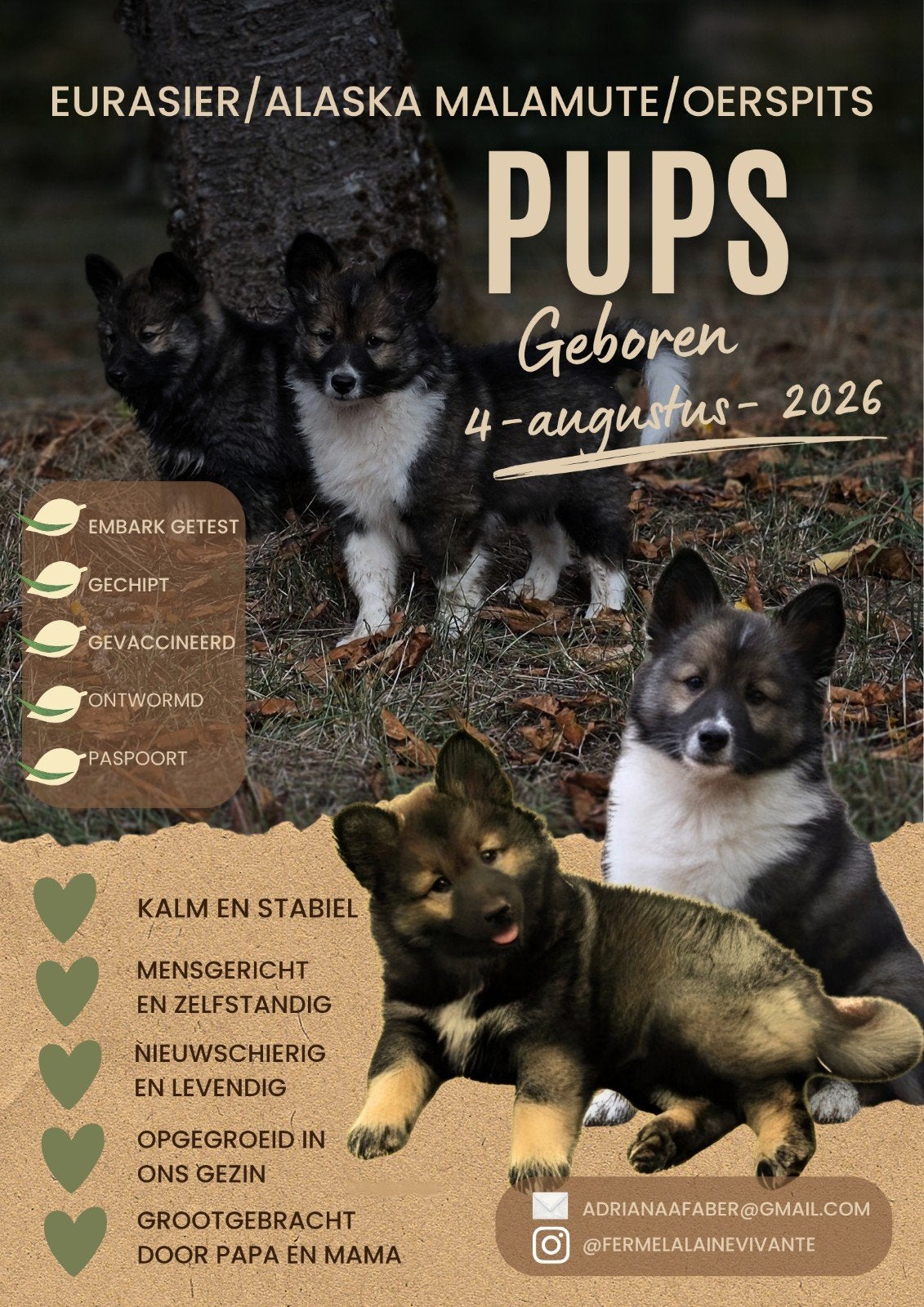 Eurasier x Alaska Malamut/IJslandse herder x Nenetse ☆PUPS☆, Particulier, 8 tot 15 weken, Buitenland, Teef
