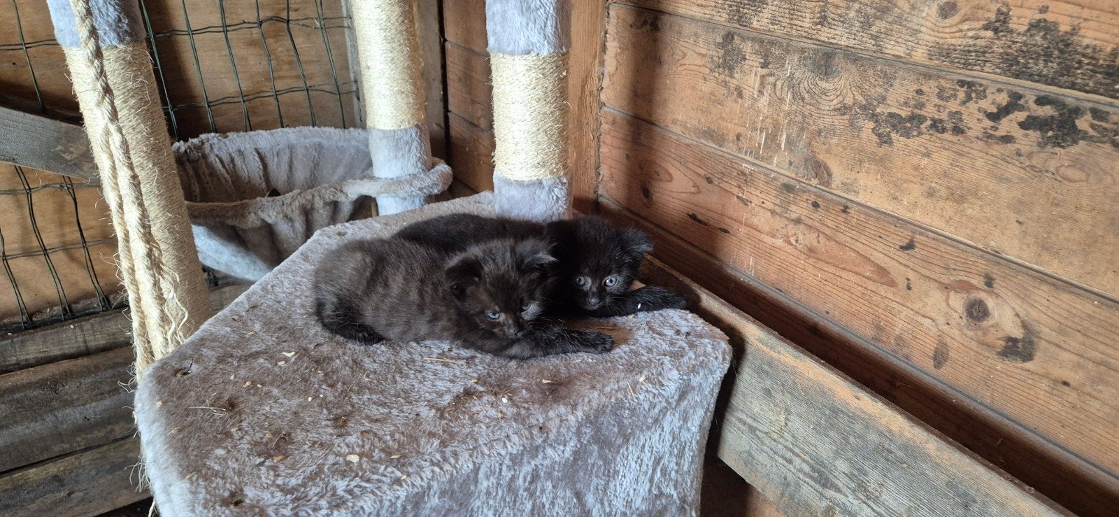 3 fluffy kittens., Dieren en Toebehoren, Katten en Kittens | Overige Katten, Meerdere dieren