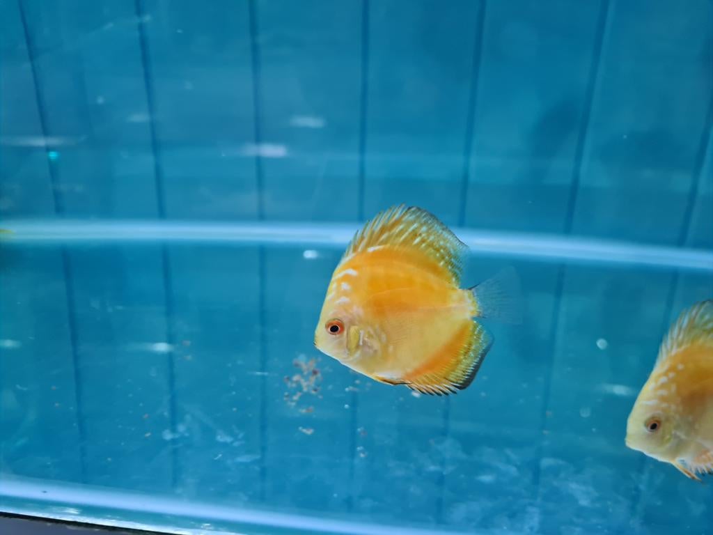 Yellow Checkerboard Discus, Symphysodon Discus, Dieren en Toebehoren, Vissen | Aquariumvissen, Vis, Zoetwatervis