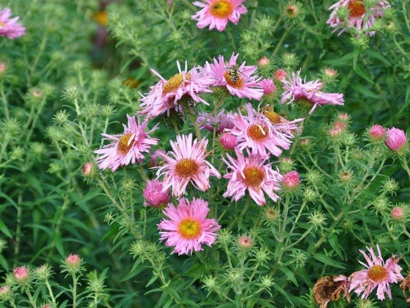 Uit de biologische moestuin: Aster,plantjes en zaden, Overige soorten, Volle zon, Vaste plant, Ophalen of Verzenden