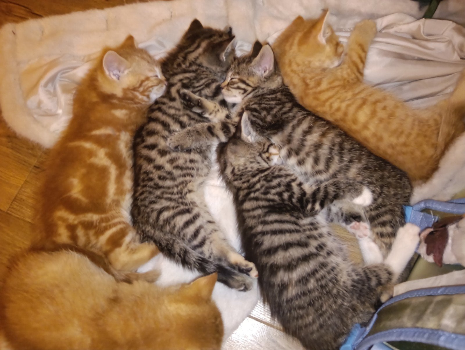 Wij zessen zijn oud genoeg om uit te vliegen!, Dieren en Toebehoren, Meerdere dieren, Kortharig, 0 tot 2 jaar