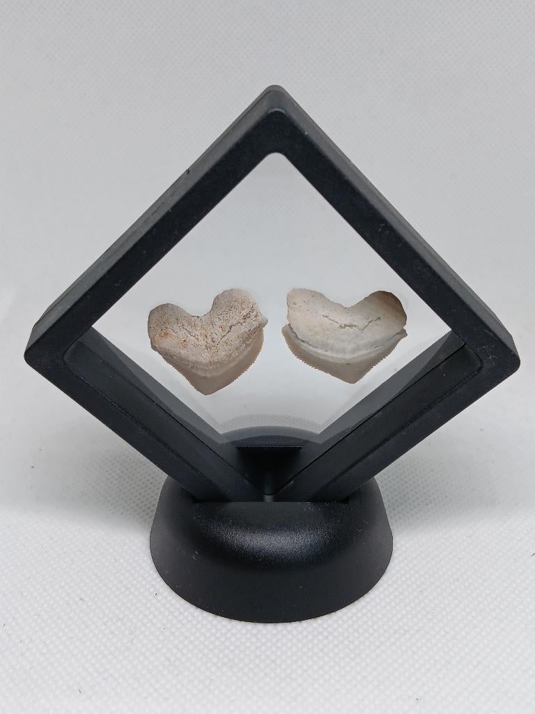 Set Fossiele Haaientanden (Squalicorax) in 3D Frame, Ophalen of Verzenden, Fossiel