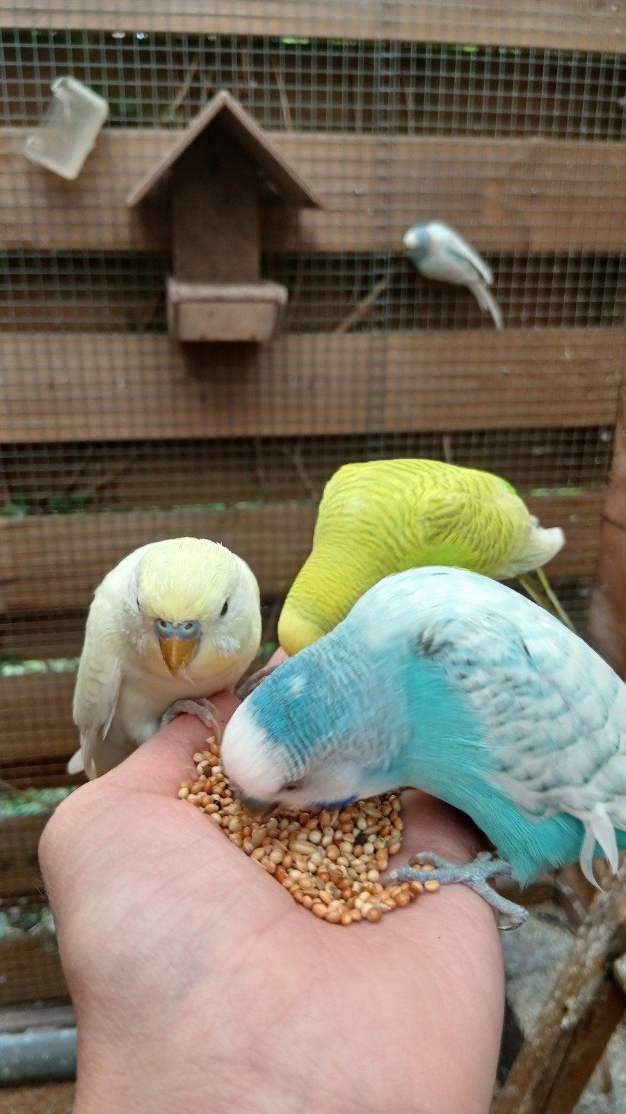 jonge parkieten te koop, Meerdere dieren, Parkiet, Tam