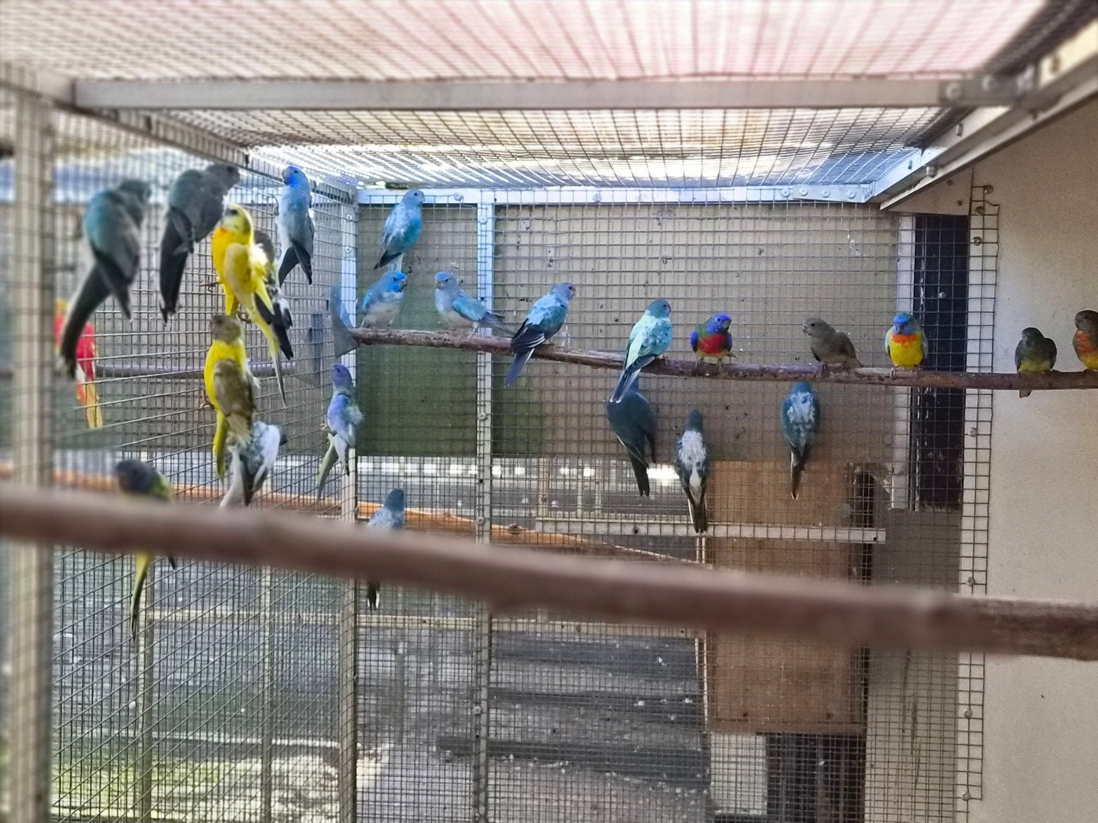 diverse splendids, Meerdere dieren, Parkiet, Geringd