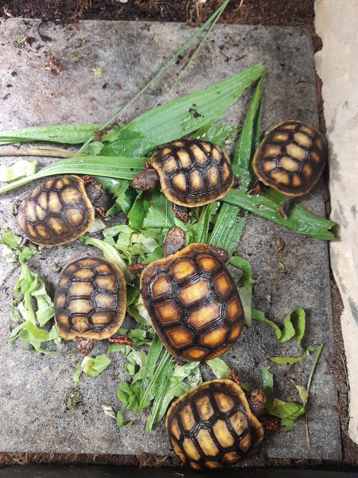 kolenbranderschildpadden Tortoise photo 2