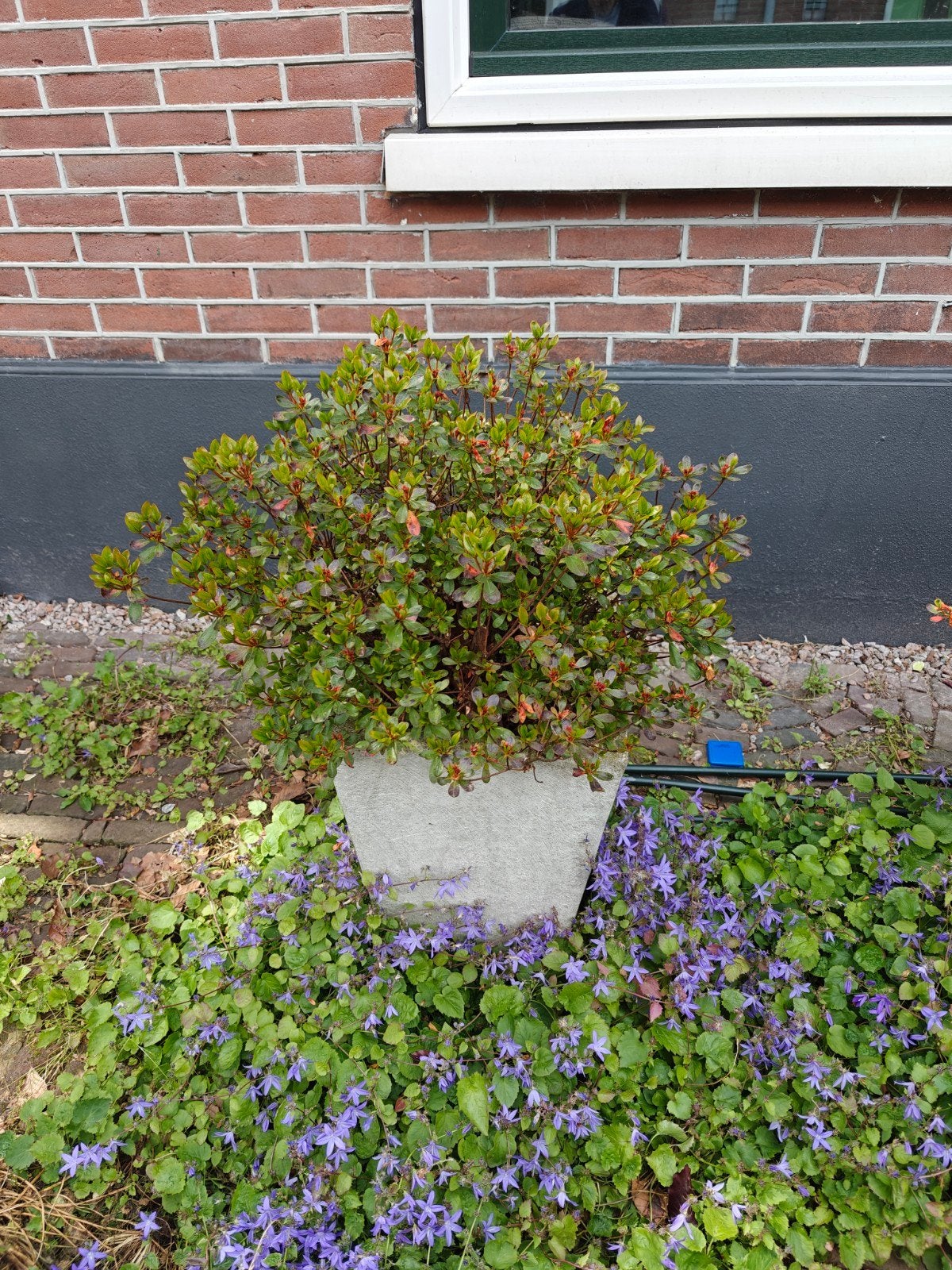 Flinke azalea, Tuin en Terras, Planten | Struiken en Hagen, Ophalen, Overige soorten, Minder dan 100 cm
