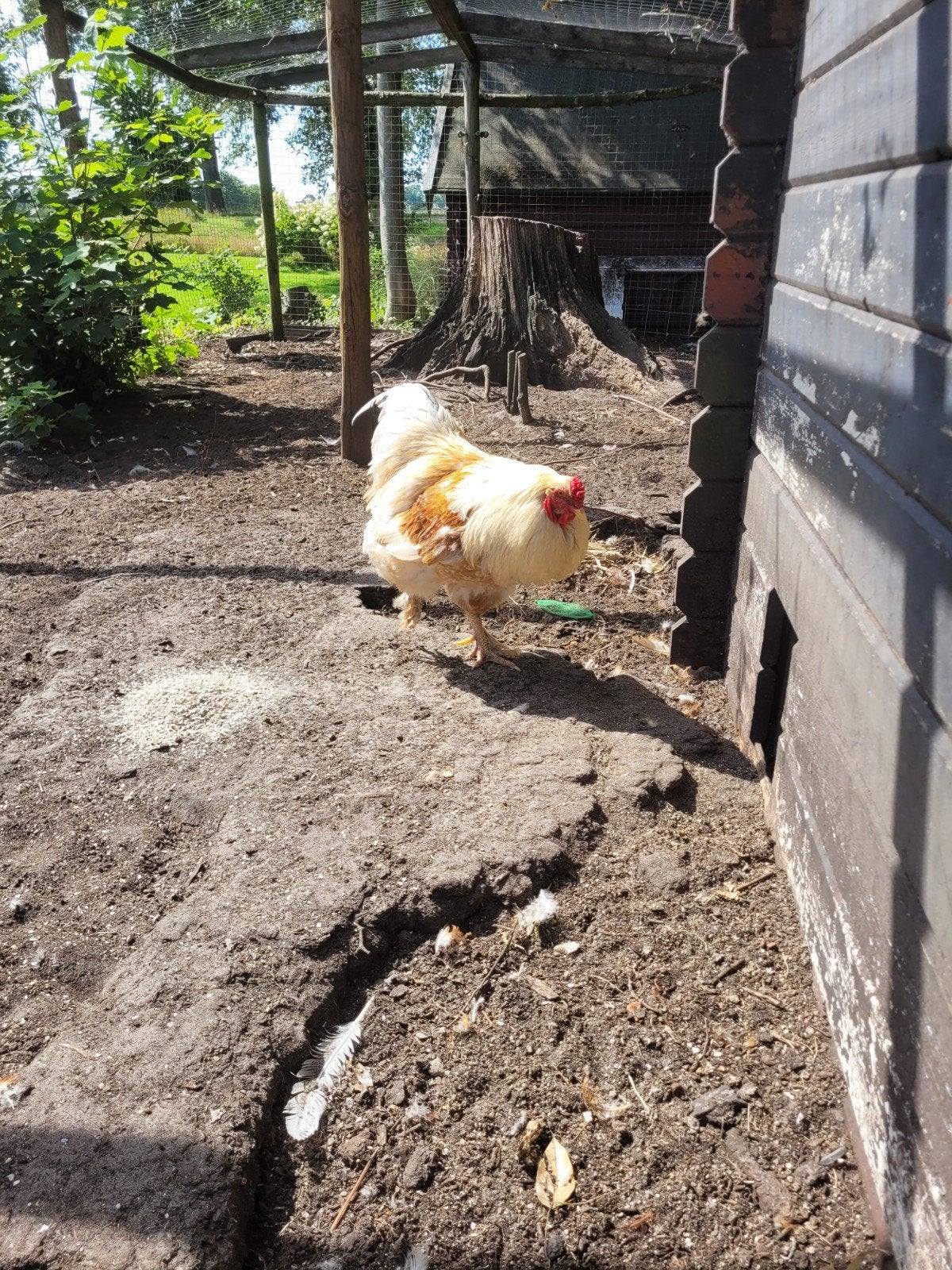 Brahma haan, Mannelijk, Kip