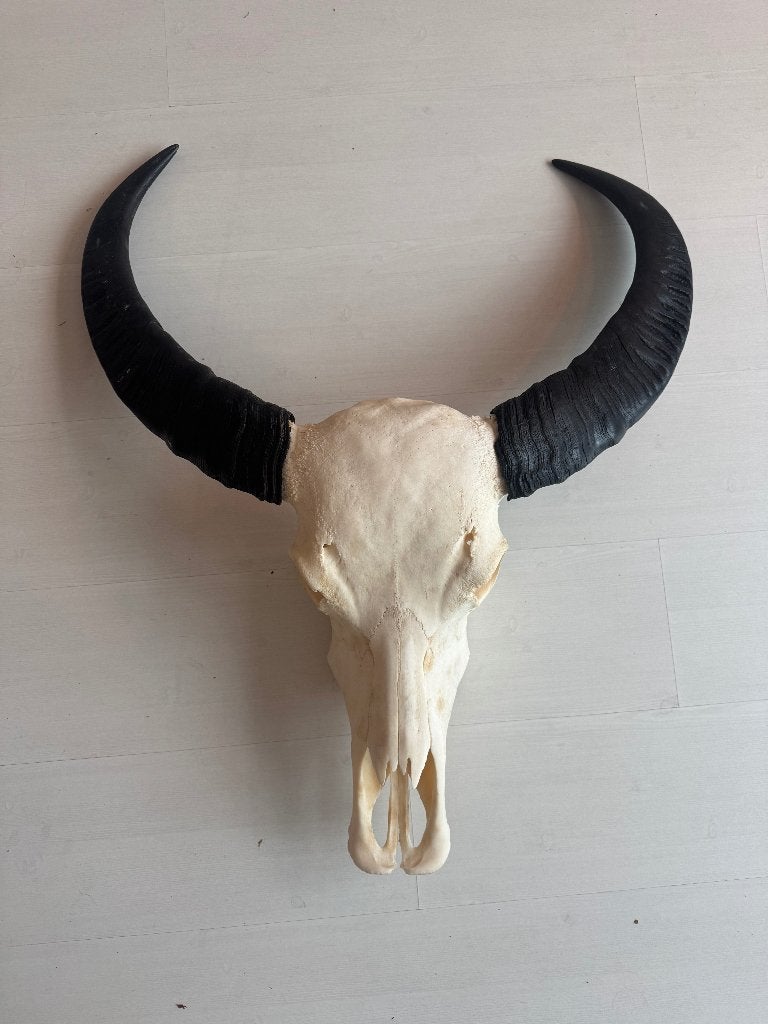 Aziatische Waterbuffelschedel met hoorns (in prijs verlaagd), Ophalen