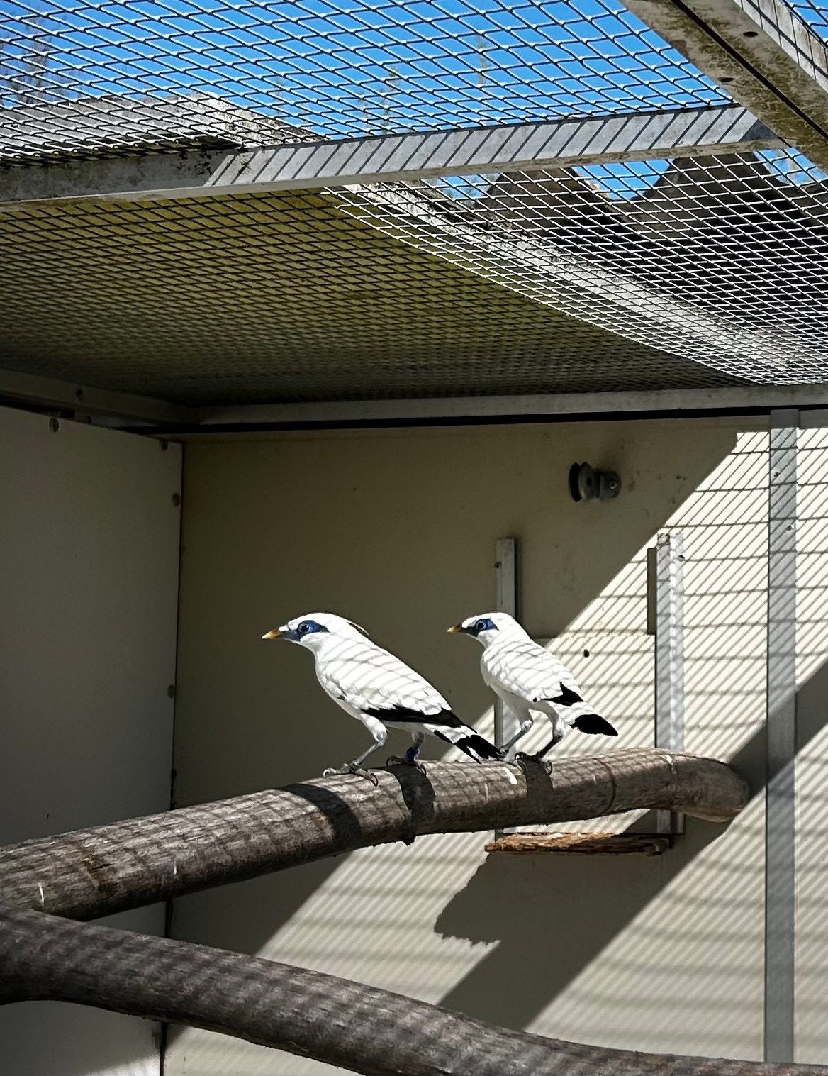 Pop Bali spreeuw 2026, Dieren en Toebehoren, Vrouwelijk, Geringd