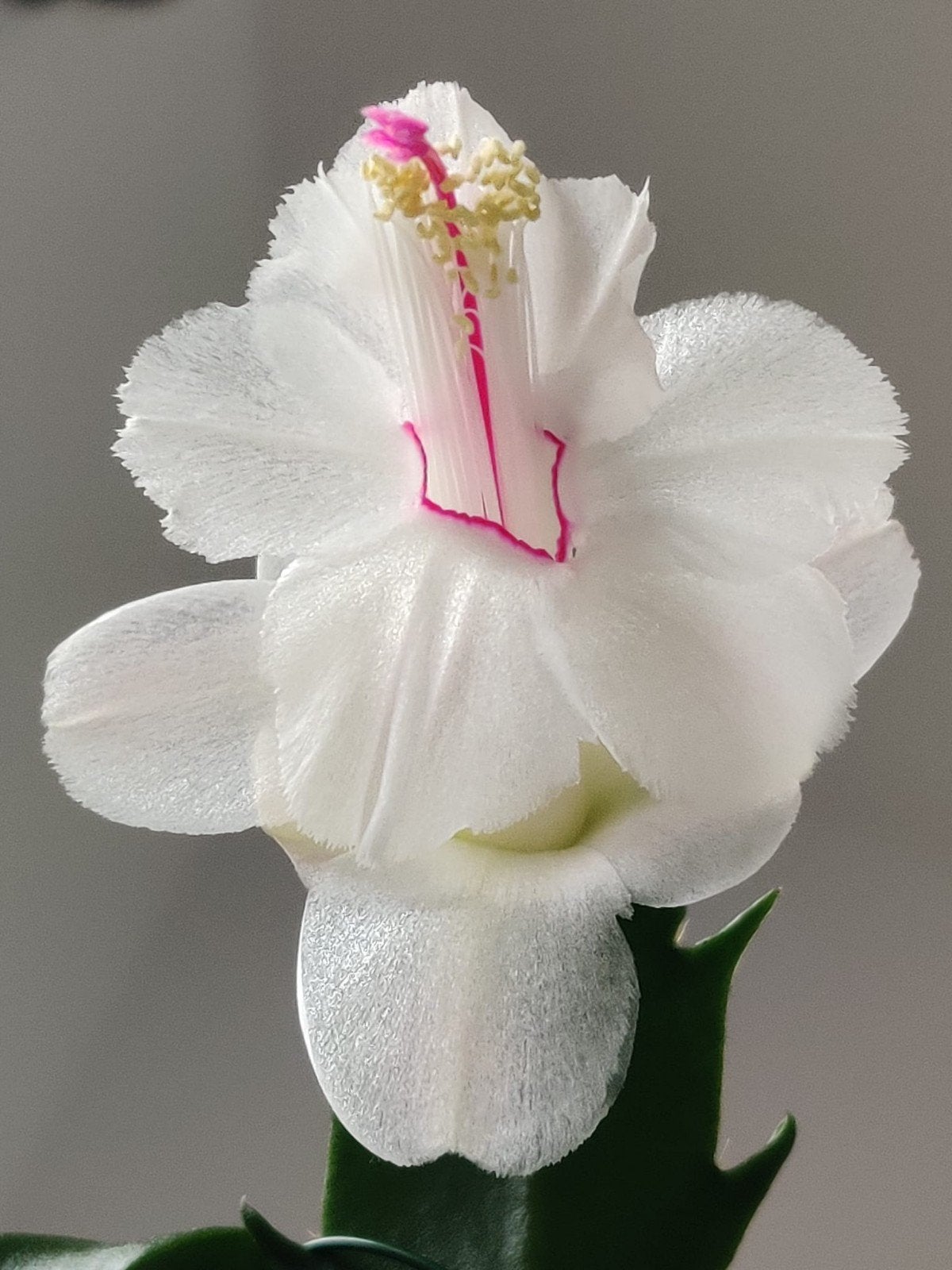 Schlumbergera truncata 'Powder Snow' (frilled petals) stek, Verzenden, Halfschaduw, Minder dan 100 cm