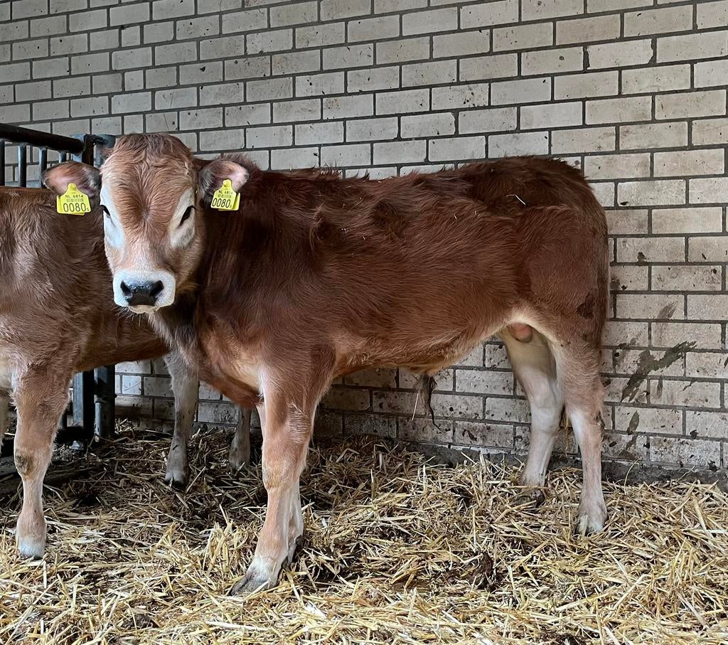Parthenaise stier Te Koop 100% zuiver, Dieren en Toebehoren, Runderen, Mannelijk