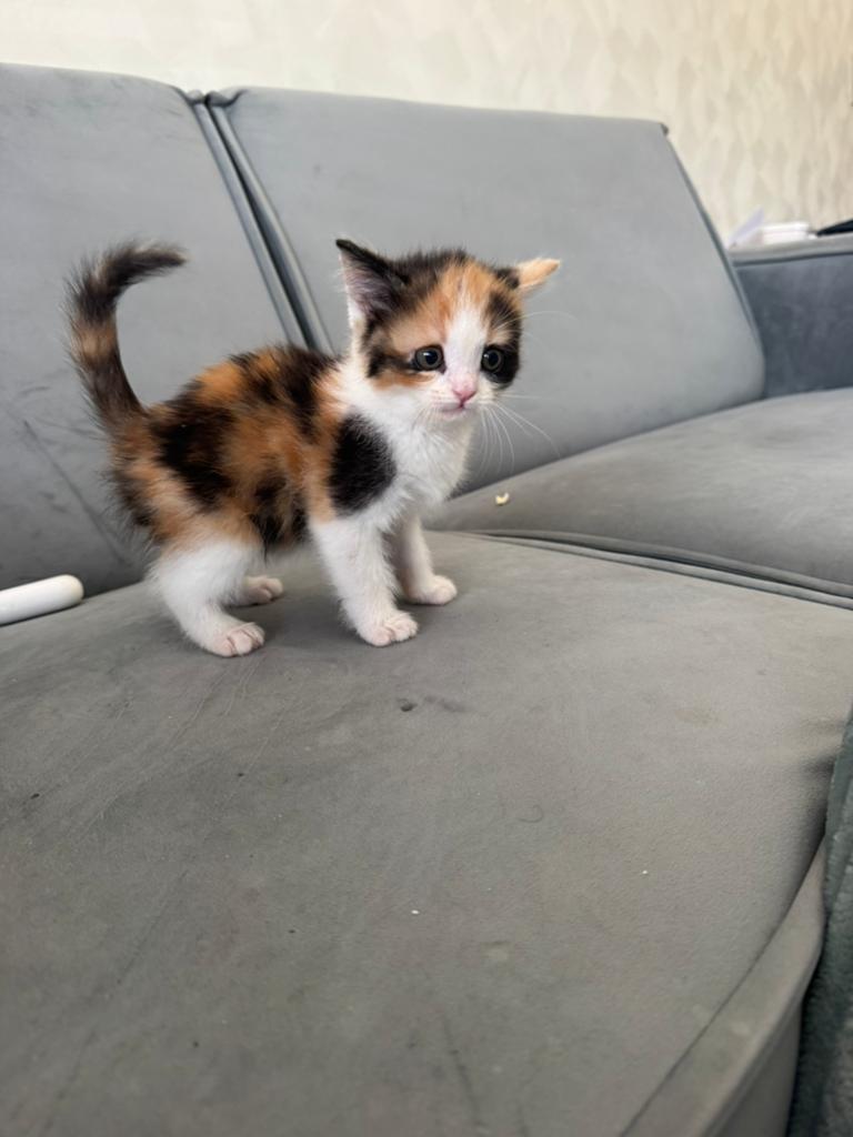 Handopfok kittens zoeken liefdevol thuis, Meerdere dieren, Ontwormd, 0 tot 2 jaar