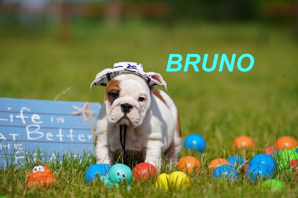 Prachtige en gezonde Engelse Bulldog puppy’, Dieren en Toebehoren, 8 tot 15 weken, Buitenland, Parvo, Bulldog