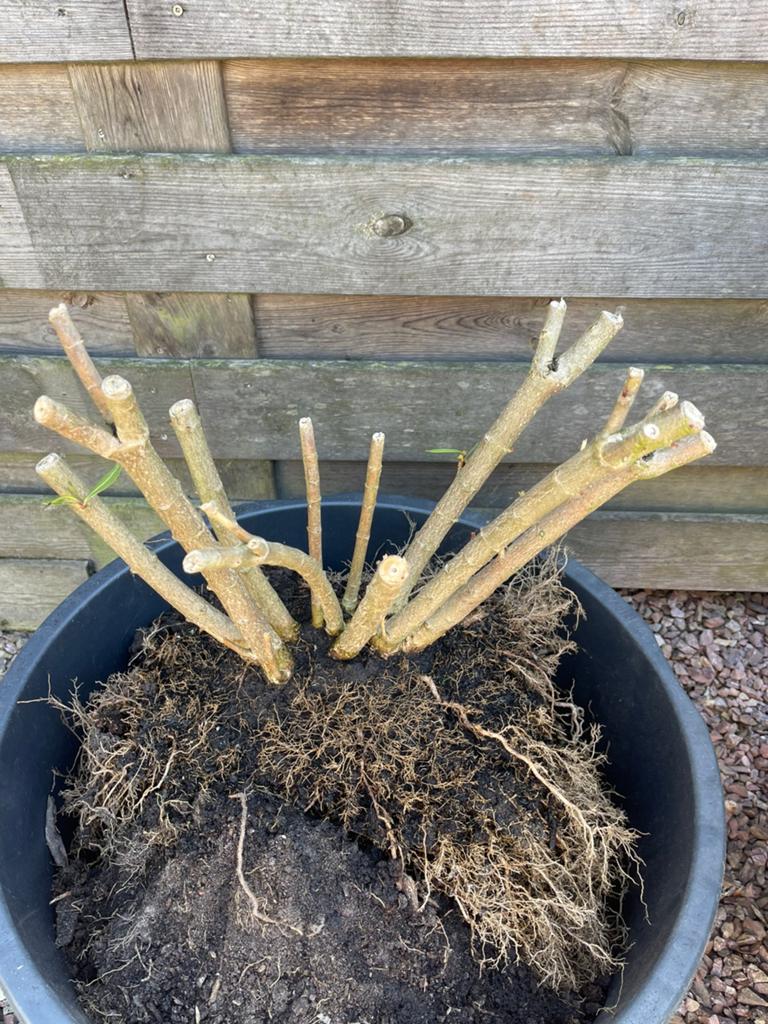 Gratis afhalen Oleander ZSM OPHALEN, Ophalen, Overige soorten, Volle zon