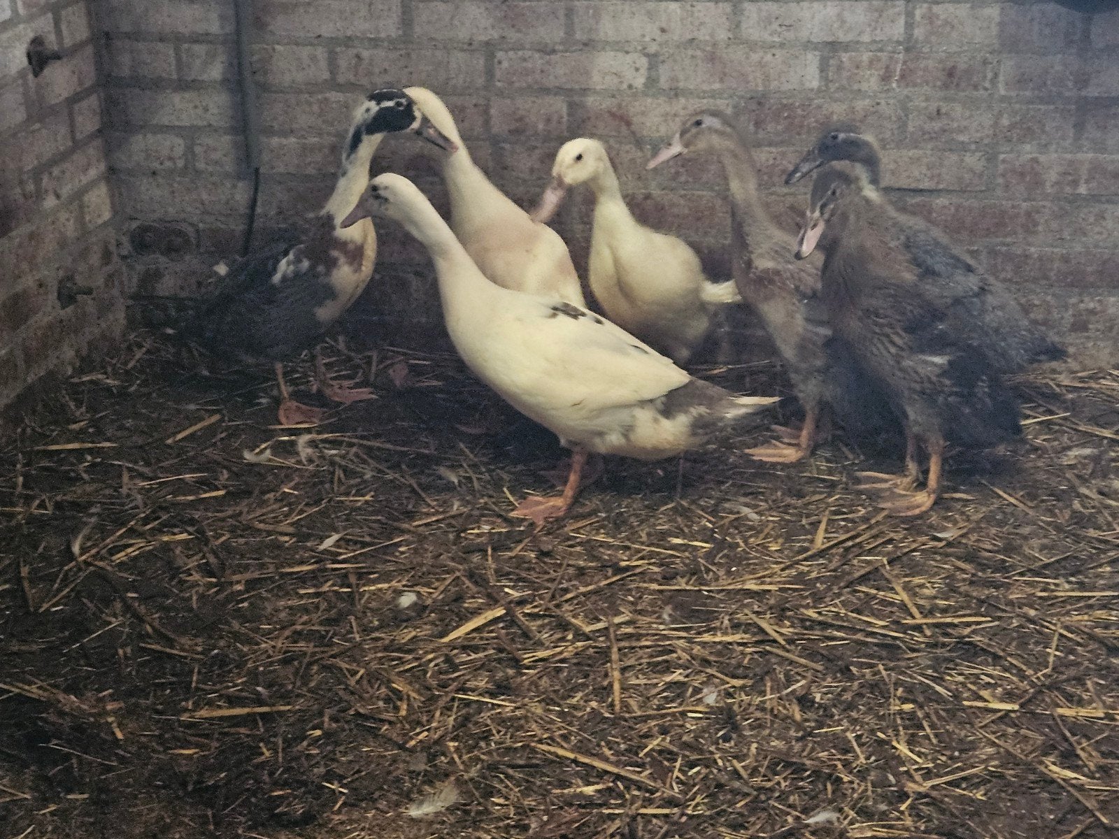 te koop loop eenden, Dieren en Toebehoren, Meerdere dieren, Eend