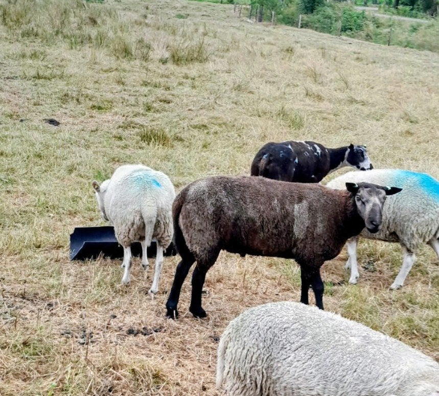 Blauwe Dekram, Dieren en Toebehoren, Mannelijk, Schaap
