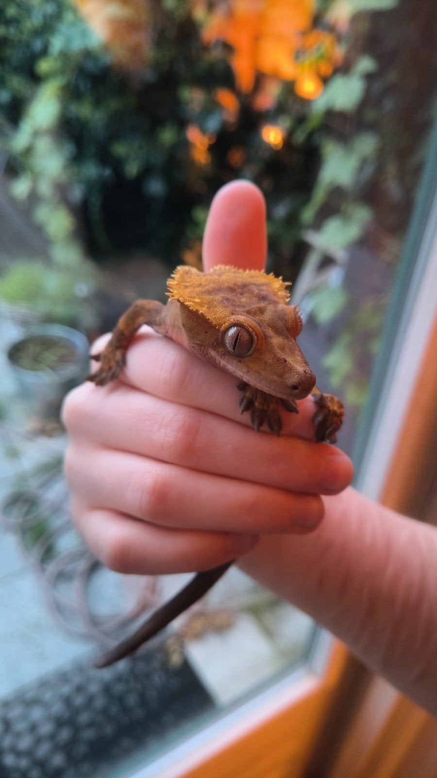 Wimper gekko volwassen mannetjes Crested Gecko - male for sale from N Langeweg