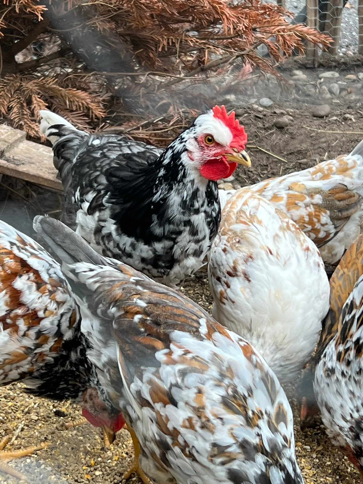 Hanen te koop, Dieren en Toebehoren, Mannelijk, Kip