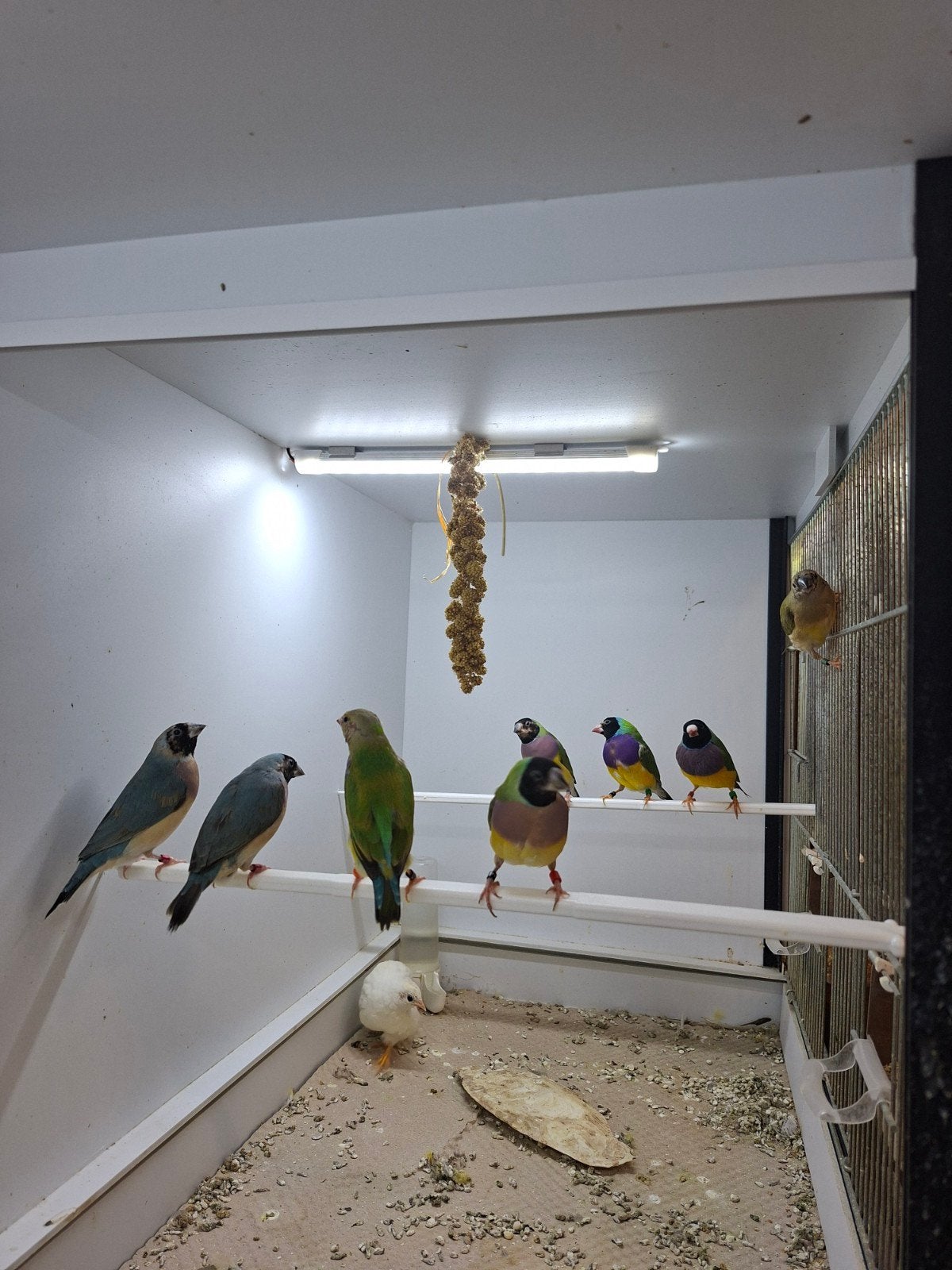 Diverse gouldamadines, Meerdere dieren
