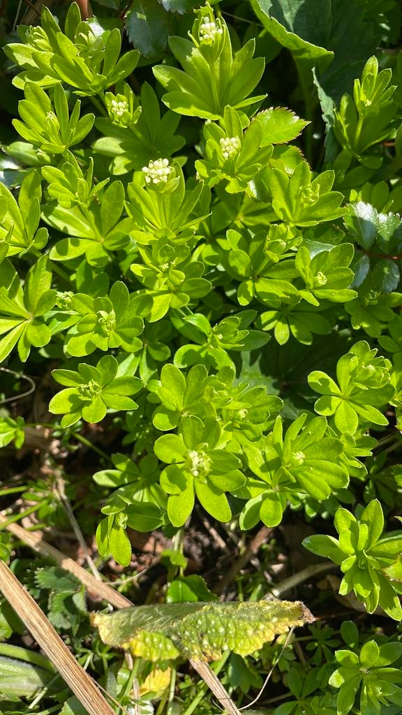 Lievevrouwenbedstro wit  bodembedekker, Bodembedekkers, Volle zon, Vaste plant, Ophalen of Verzenden
