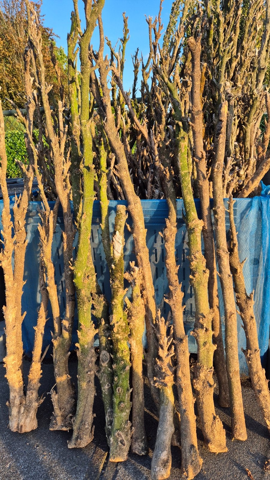 Buxus stammen, Minder dan 3 m³, Ophalen, Overige houtsoorten, Stammen
