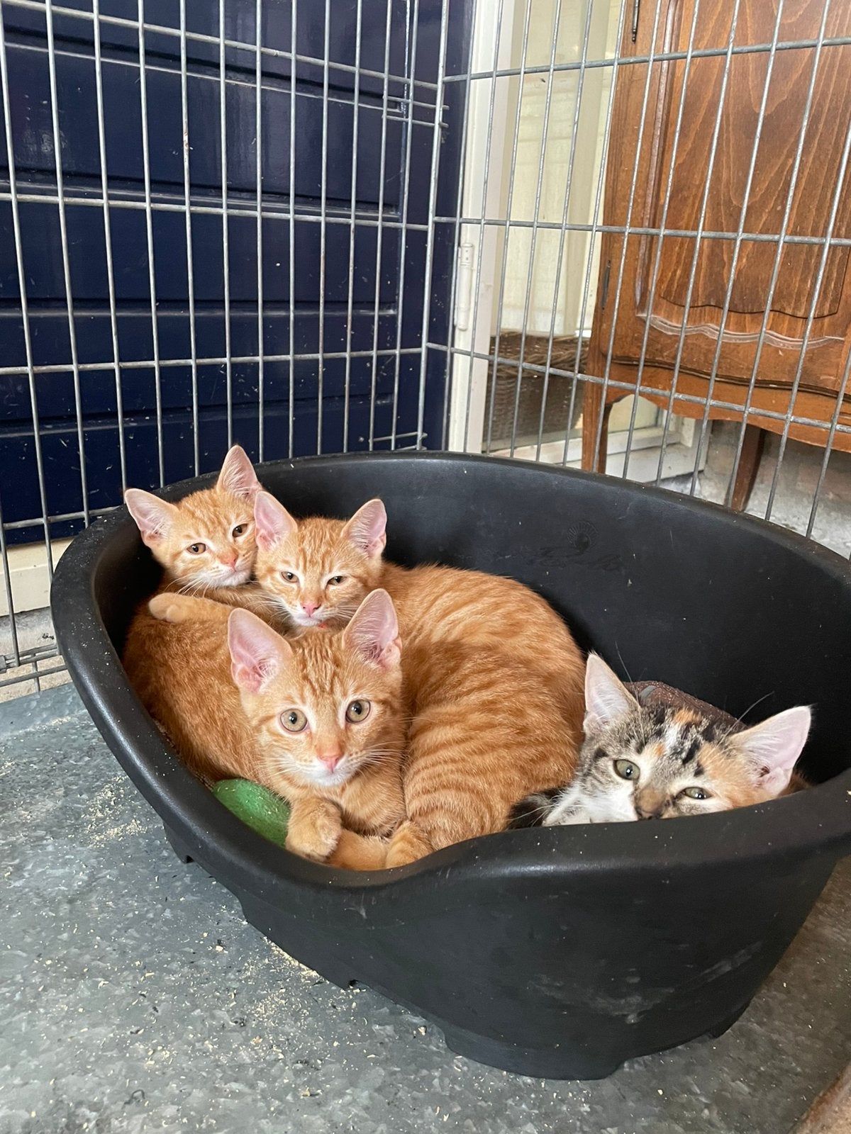 Schattige kittens zoeken een liefdevol thuis!, Dieren en Toebehoren, Katten en Kittens | Overige Katten, Meerdere dieren