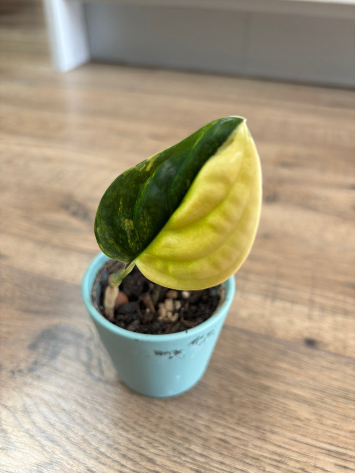 Monstera perfu variegata, Huis en Inrichting, Kamerplanten, Ophalen of Verzenden