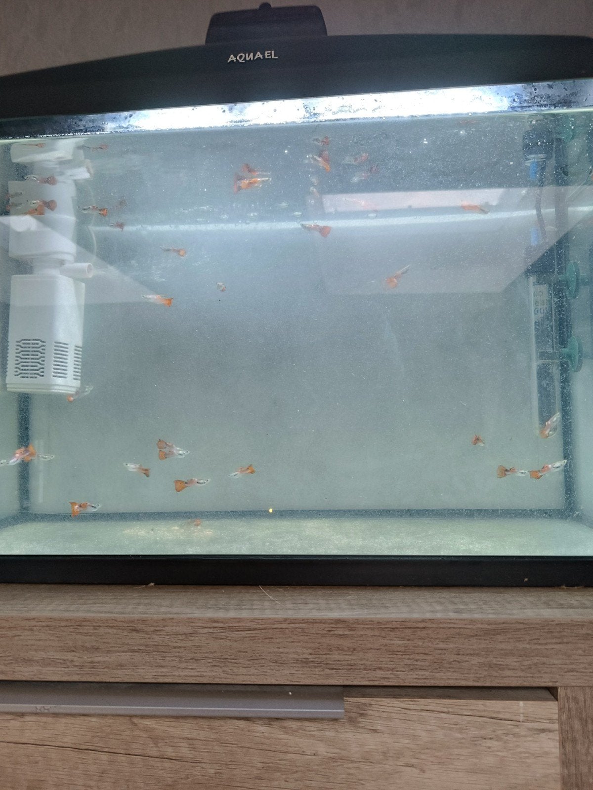 mannetjes guppies 50 euro cent per stuk, Ophalen of Verzenden